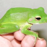 greenfrog