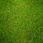 greengrass