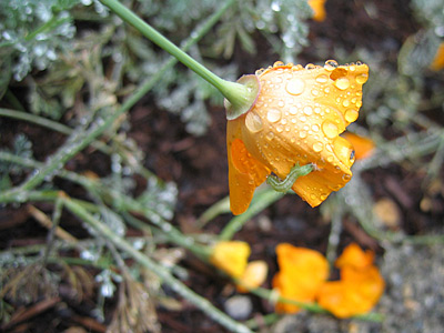 [Rain-soaked flower]