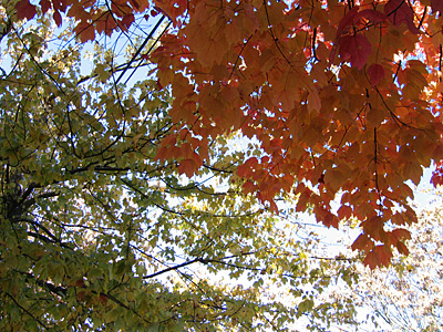 [More fall foliage]